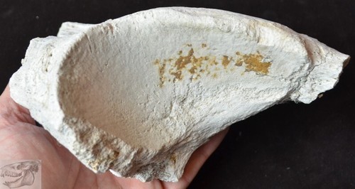 Grande mezza vertebra