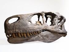 Utahraptor skull lifesize