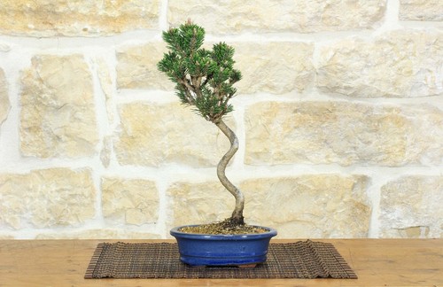 Bonsai pino nero thunbergii - di,