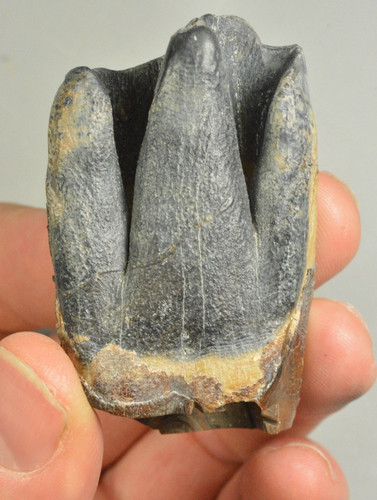 Dente di rinoceronte lana