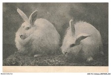 Axep13 0966 animali conigli - -,