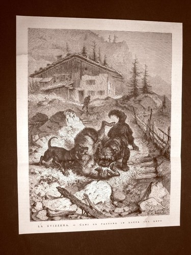 Svizzera nel 1876 - in, cani