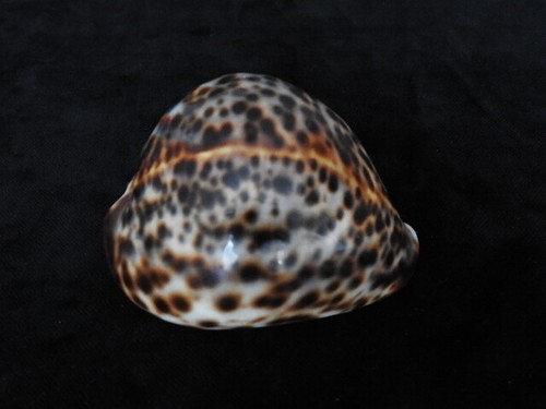 Sea shell cypraea tigris - shell,