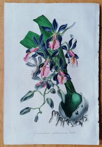 Orchidea epidendrum foe - orchidea,