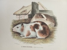 Litografia Antica PETRAROJA