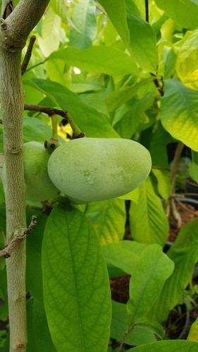 Asimina triloba - , (semis)