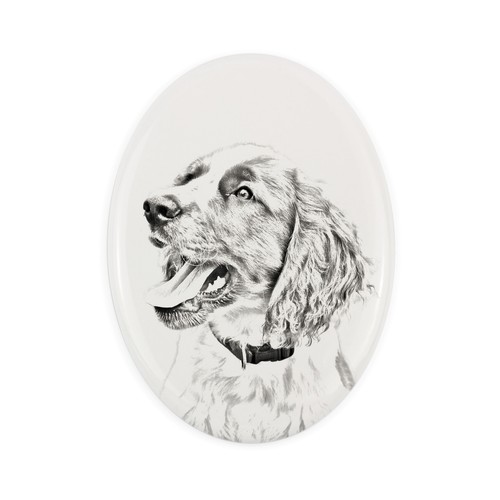 Springer spaniel inglese - springer,