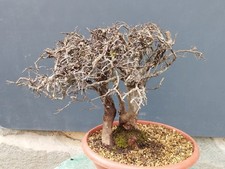 Pre bonsai prunus spinosa - pre-bonsai,
