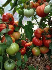 Lotto Di 10 Semi Di Pomodoro