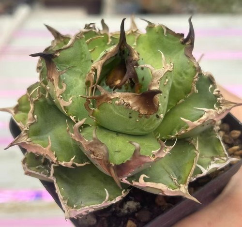 Rare cacti plant agave - cacti,