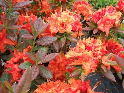 Fireball deciduous - 1,
