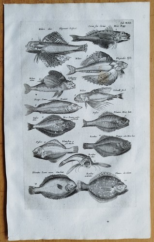 Pesce grande - -,