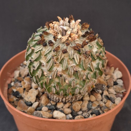Pelecyphora selliformis