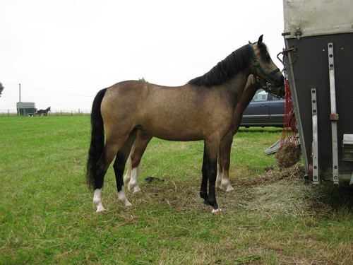 Brown welsh pony glossy - welsh,
