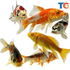 Standard and Butterfly Koi For