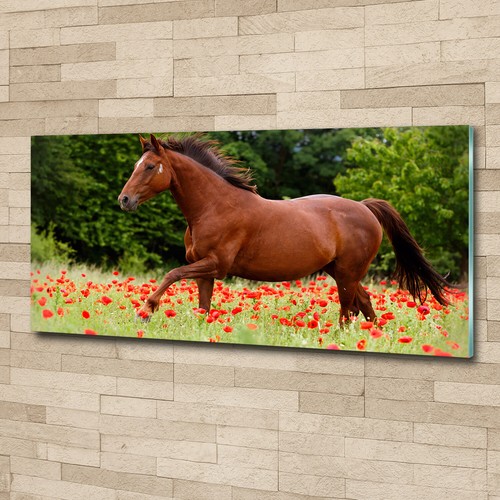 Quadro tulup stampa vetro - quadro,