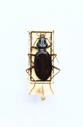 Entomology taxidermy - entomology,