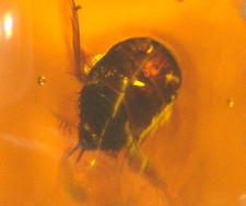 Bellissimo scarabeo a forma di