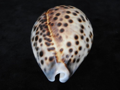 Sea shell cypraea tigris - shell,