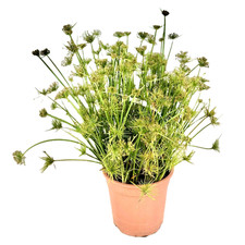 Pianta di Papiro nano Cyperus