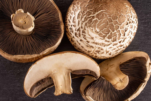 Agaricus bisporus portobello - bisporus,