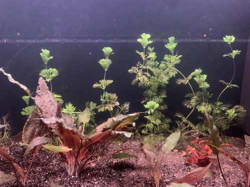 Lotto piante acquario - lotto,