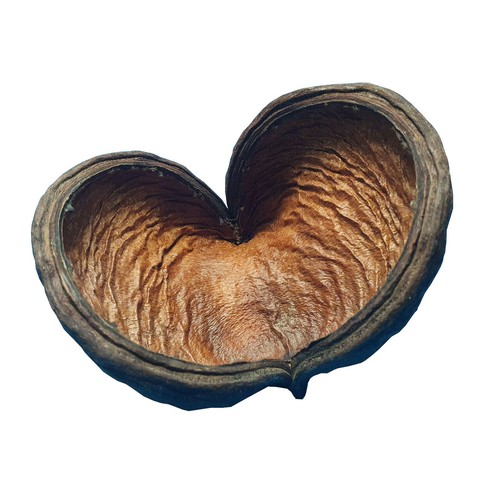 Badam baccello gamberetti - badam, /