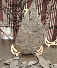 Fondale con moria di ammoniti