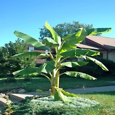 20 "DWARF" Cavendish BANANA
