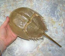 Granchio a ferro di cavallo