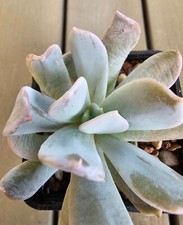 Echeveria Exotic