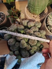 Euphorbia obesa - euphorbia,