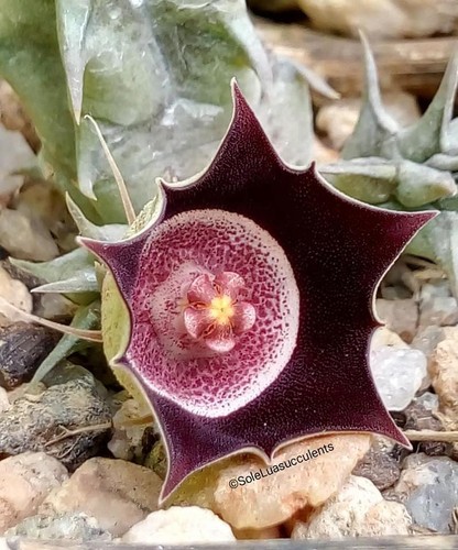 Huernia oculata pvb 5495 nord - huernia, (pvb