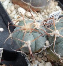 Echinocactus horizonthalonius