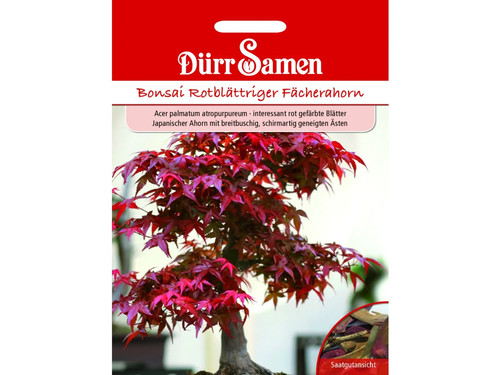 Semi per bonsai acero a - acero,