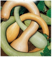 20 SEMI DI ZUCCA TROMBETTA DI
