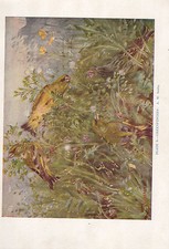 Stampa Vintage Di Uccelli ~