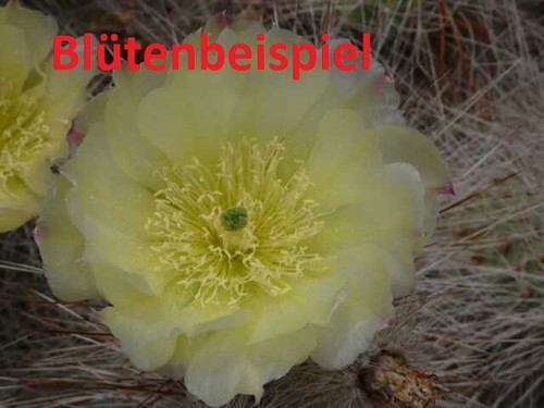 Grizzlybärkaktus opuntia - grizzlybärkaktus,