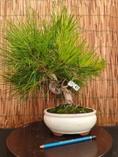 Bonsai di Pino Thumbergii h