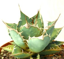 Agave titanota clone 89X -