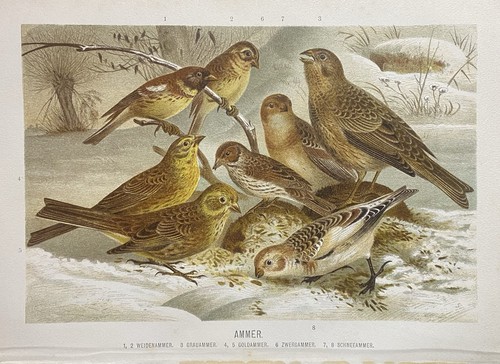Grafica originale fauna ammer - grafica,