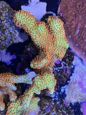 Corallo Montipora Forest Fire