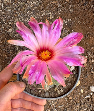 THELOCACTUS BICOLOR - CACTUS -