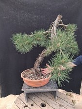 Bonsai pinus nigra pino Nero