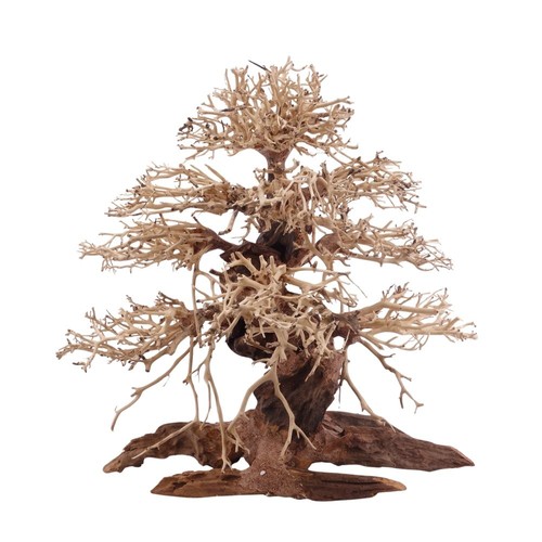 Bonsai premium albero - bonsai,