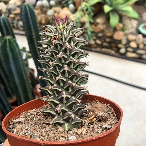 Pianta cactus succulenta - pianta, di