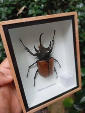 Real 5 corna Eupatorus