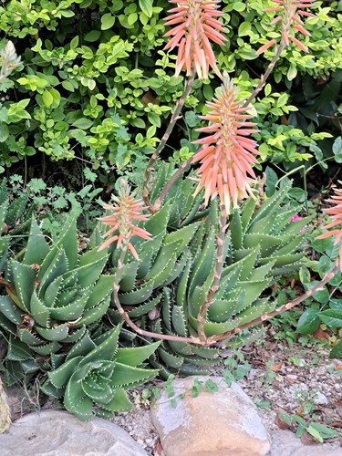 Composizione aloe - composizione,