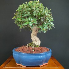 BONSAI  DI QUERCIA DA SUGHERO