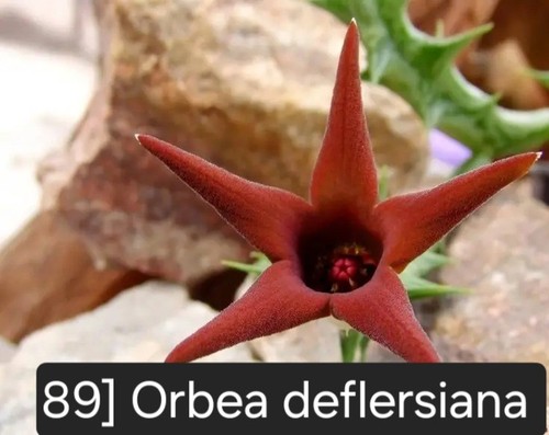 Talea radicata orbea - 1,
